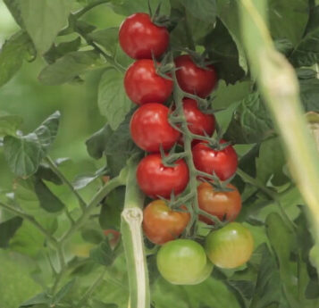 Høsteklare tomater